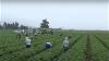farm