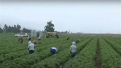 farm