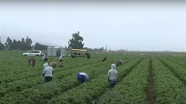 farm
