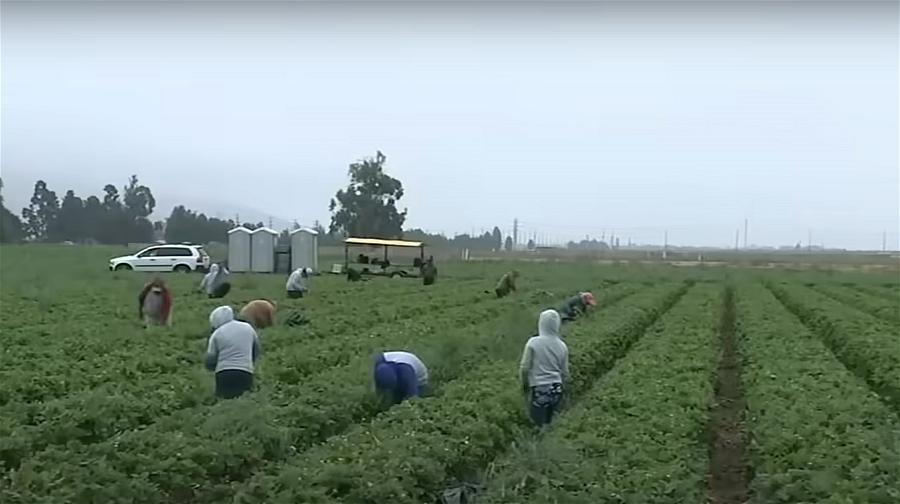 farm