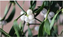 mistletoe
