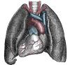 lung